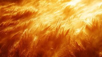 Golden wheat field wallpaper photo