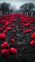A field of red poppies in the rain photo