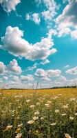 A field of daisies under a blue sky photo