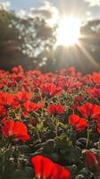 Red flowers in the sun photo