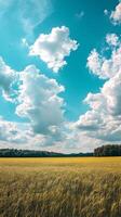 A field of wheat with clouds in the sky photo