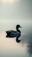 A duck floating on a lake in the fog photo