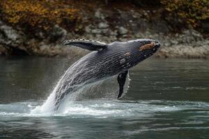 A humpback whale is jumping out of the water photo
