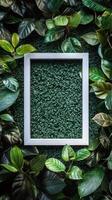 Green plant leaves and green frame on black background photo