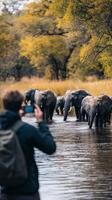 A man taking a picture of elephants in the water photo