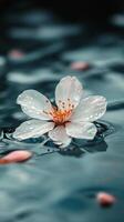 A single white flower floating in water photo