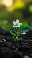 A small white flower is growing out of the ground photo