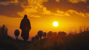 A man is walking with sheep in the sunset photo