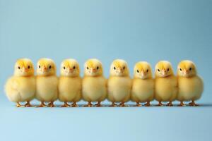 A row of small yellow chicks standing in a line photo
