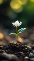 A small white flower is growing out of the ground photo
