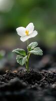 A single white flower growing out of the ground photo
