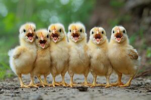A group of baby chickens with their mouths open photo