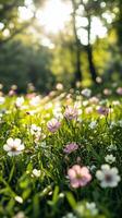 Pink cosmos flowers in the grass photo