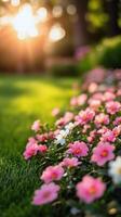 Beautiful flowers in the garden at sunset photo