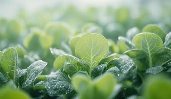 A close up of a field of green lettuce photo