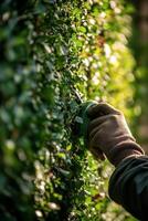A person is trimming a hedge with a hedge trimmer photo