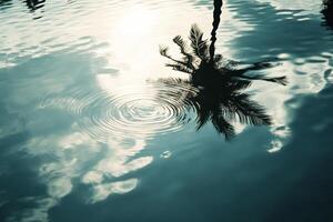A palm tree in the water photo
