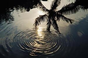 A palm tree is reflected in the water photo