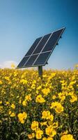 Solar panel in a field of yellow flowers photo