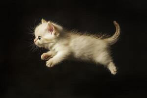 A white kitten is flying through the air photo