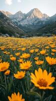 Yellow flowers in the mountains photo