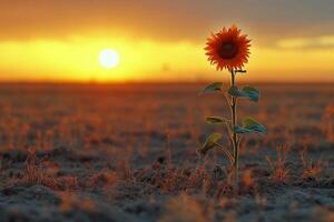 A single sunflower stands in the middle of a field photo