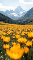 A field of yellow flowers photo