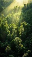 Sunbeams shine through the trees in a forest photo