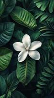 White flower on green leaves photo
