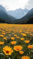 A field of yellow flowers in front of mountains photo
