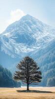 A lone tree in front of a mountain range photo