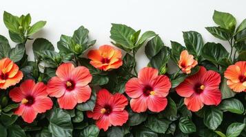 A row of red and orange flowers are arranged in a row photo