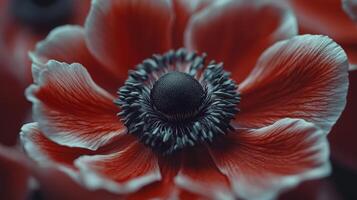 Vibrant red flower with dark center set against a swirling abstract background of reds and blacks photo