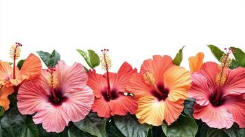 Several hibiscus flowers are arranged in a row photo