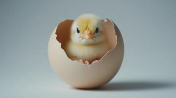A baby chick is peeking out from an egg shell photo