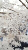 Snowflakes are shown in this photo