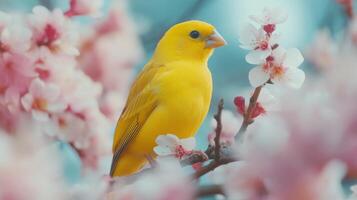 A yellow bird is sitting on a branch of a tree photo