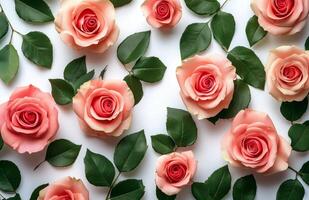 Pink roses are arranged in a circle on a white background photo