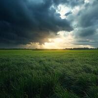 A field with grass and clouds at sunset photo