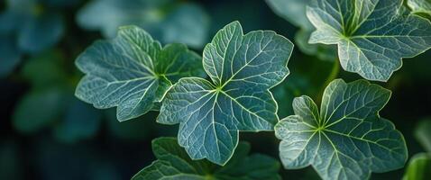 A close up of green leaves on a plant photo