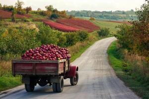 A red truck carrying apples down a country road photo