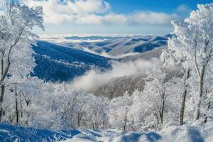 Snow covered trees and mountains in the mountains photo