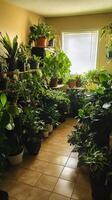A room with many plants on the floor and on the walls photo