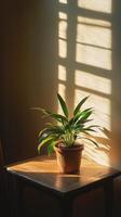 A plant in a pot on a table photo