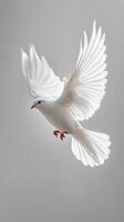 White dove flying in the air on a gray background photo