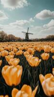 Yellow tulips in a field with a windmill photo