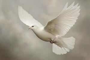A white dove flying in the air photo