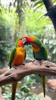 Two parrots sitting on a branch in a zoo photo