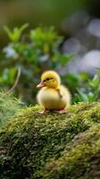 A small duck sitting on top of a moss covered rock photo