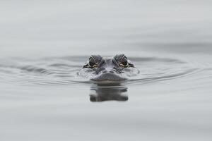 An alligator swimming in the water photo